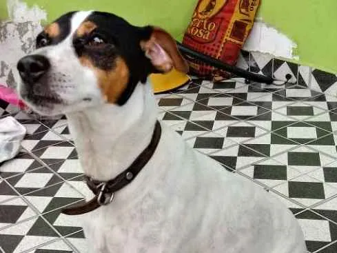 Cachorro raça Fox Paulistinha idade 5 anos nome Bolt