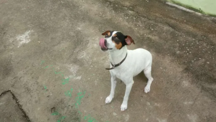 Cachorro raça Fox Paulistinha idade 5 anos nome Bolt