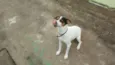Bolt