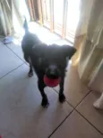 Zezinho