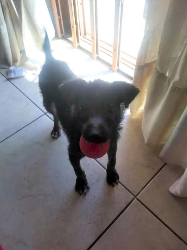Cachorro ra a SRD idade 2 a 6 meses nome Zezinho