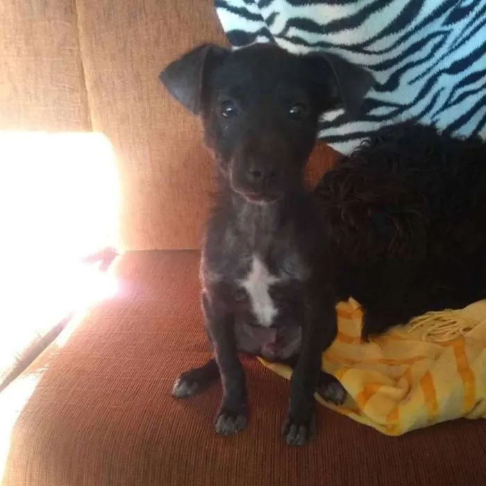 Cachorro ra a SRD idade 2 a 6 meses nome Zezinho