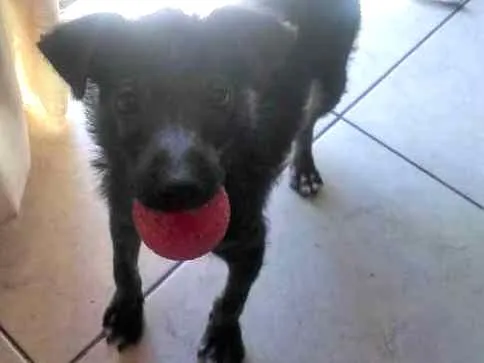 Cachorro ra a SRD idade 2 a 6 meses nome Zezinho