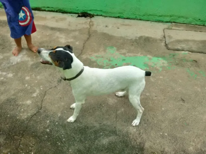 Cachorro raça Fox Paulistinha idade 5 anos nome Bolt