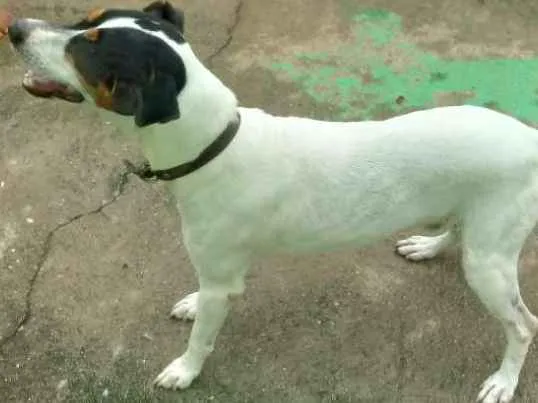Cachorro raça Fox Paulistinha idade 5 anos nome Bolt