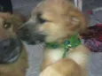 Lílica,Jack,neguinha