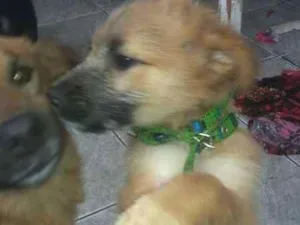 Cachorro raça Vira-lata idade 1 ano nome Lílica,Jack,neguinha