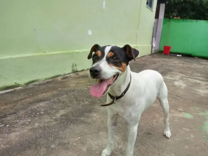 Cachorro raça Fox Paulistinha idade 5 anos nome Bolt