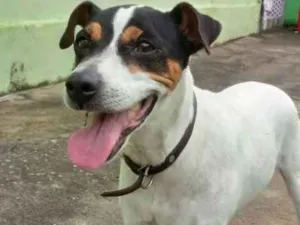 Cachorro raça Fox Paulistinha idade 5 anos nome Bolt