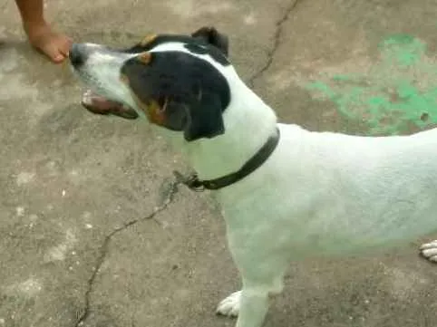 Cachorro raça Fox Paulistinha idade 5 anos nome Bolt