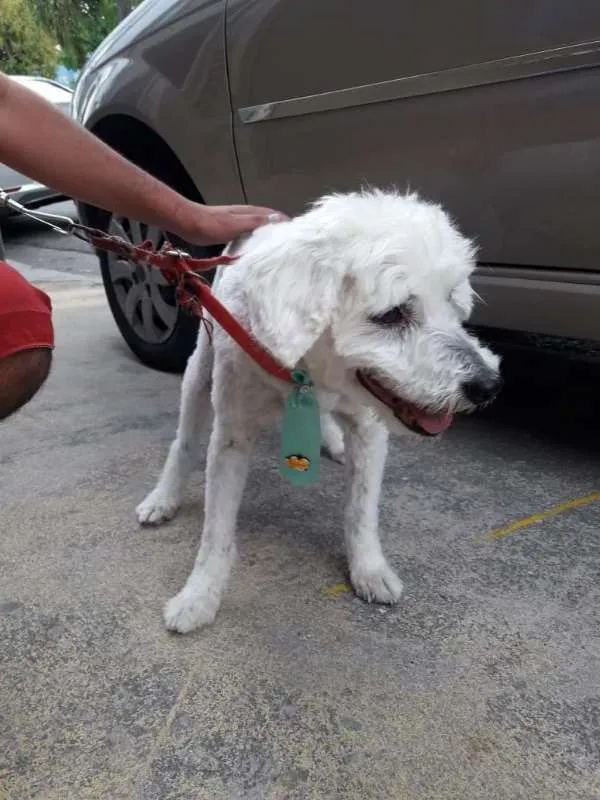 Cachorro raça POODLE idade 4 anos nome VÁRIOS