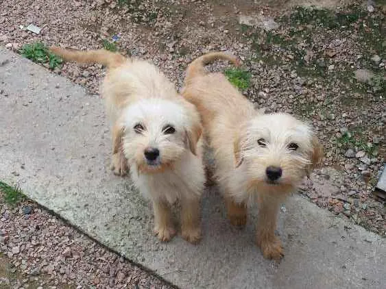 Cachorro raça Vira lata  idade 7 a 11 meses nome Sem nome