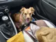Lila