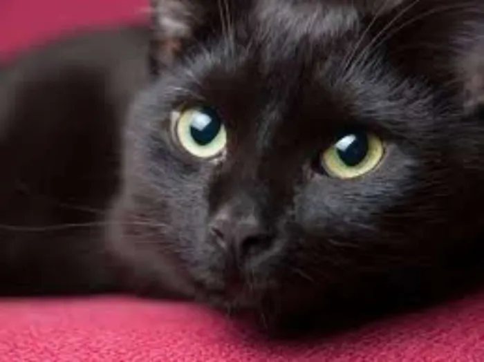 Gato ra a SRD idade 2 a 6 meses nome Ônix