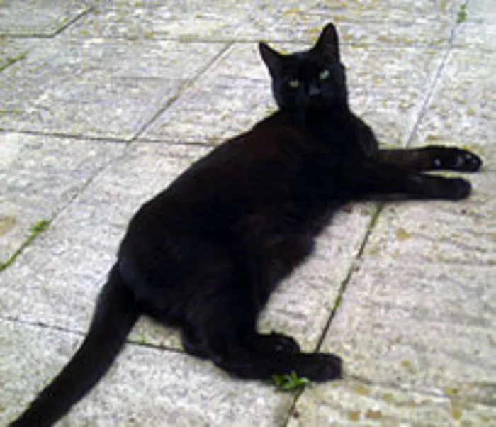 Gato ra a SRD idade 2 a 6 meses nome Ônix