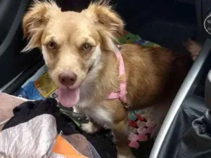 Cachorro raça Mistura idade 7 a 11 meses nome Lila