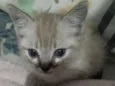Melody