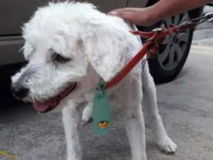 Cachorro raça POODLE idade 4 anos nome VÁRIOS