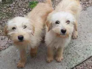Cachorro raça Vira lata  idade 7 a 11 meses nome Sem nome