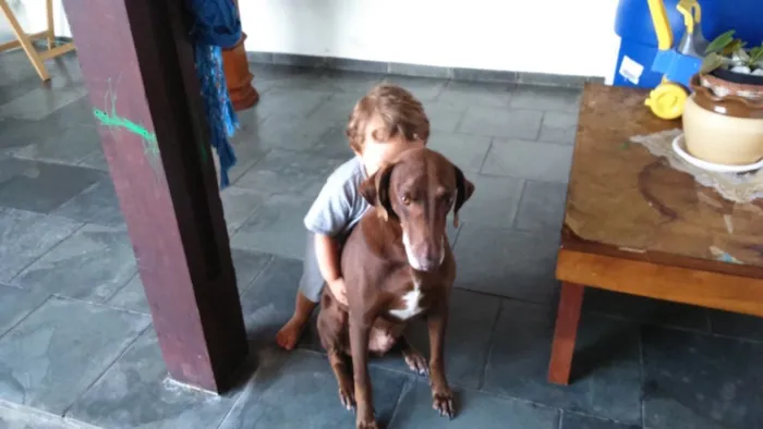 Cachorro ra a Waimaraner + sem raça definida idade 6 ou mais anos nome Nino