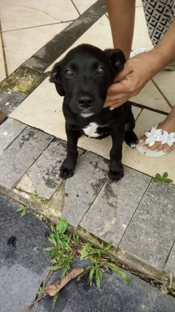 Cachorro ra a Indefinida idade 2 a 6 meses nome Coloquei Bambi