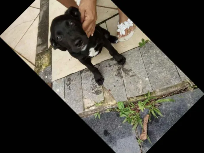 Cachorro ra a Indefinida idade 2 a 6 meses nome Coloquei Bambi