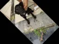 Coloquei Bambi