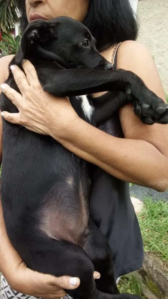 Cachorro ra a Indefinida idade 2 a 6 meses nome Coloquei Bambi