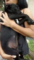 Coloquei Bambi