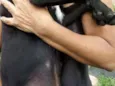 Coloquei Bambi