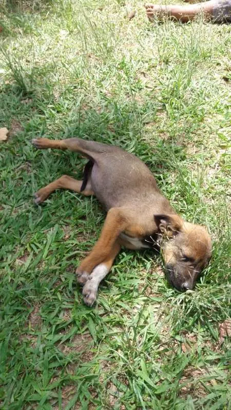 Cachorro ra a SRD idade 2 a 6 meses nome varios