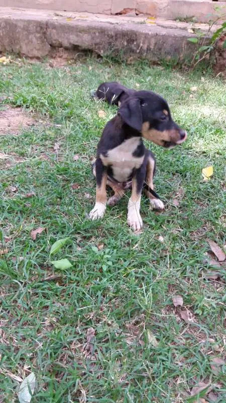 Cachorro ra a SRD idade 2 a 6 meses nome varios