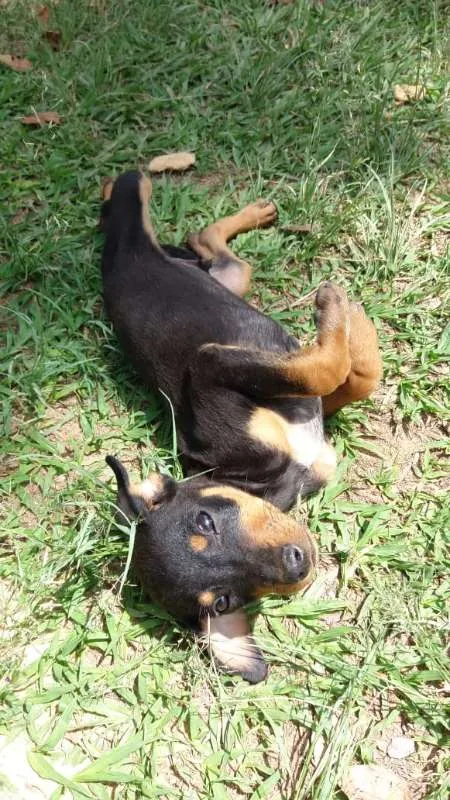 Cachorro ra a SRD idade 2 a 6 meses nome varios