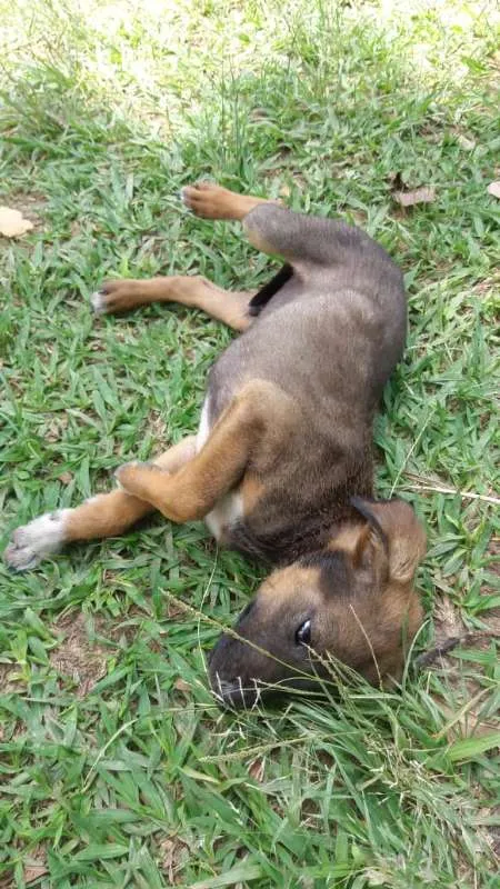 Cachorro ra a SRD idade 2 a 6 meses nome varios