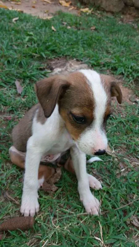 Cachorro ra a SRD idade 2 a 6 meses nome varios