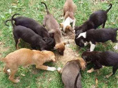 Cachorro ra a SRD idade 2 a 6 meses nome varios