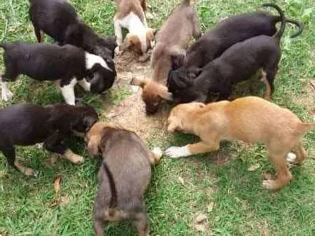Cachorro ra a SRD idade 2 a 6 meses nome varios