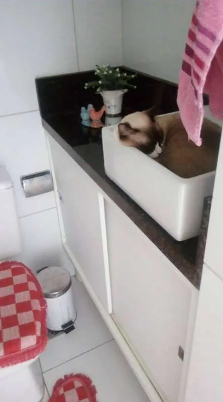 Gato ra a Vira Lata idade 1 ano nome Pequenininha