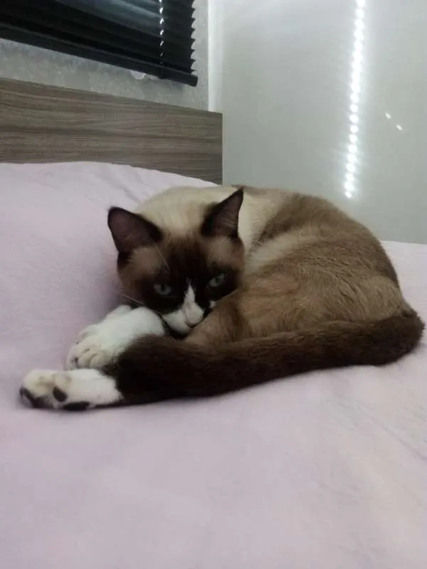 Gato ra a Vira Lata idade 1 ano nome Pequenininha