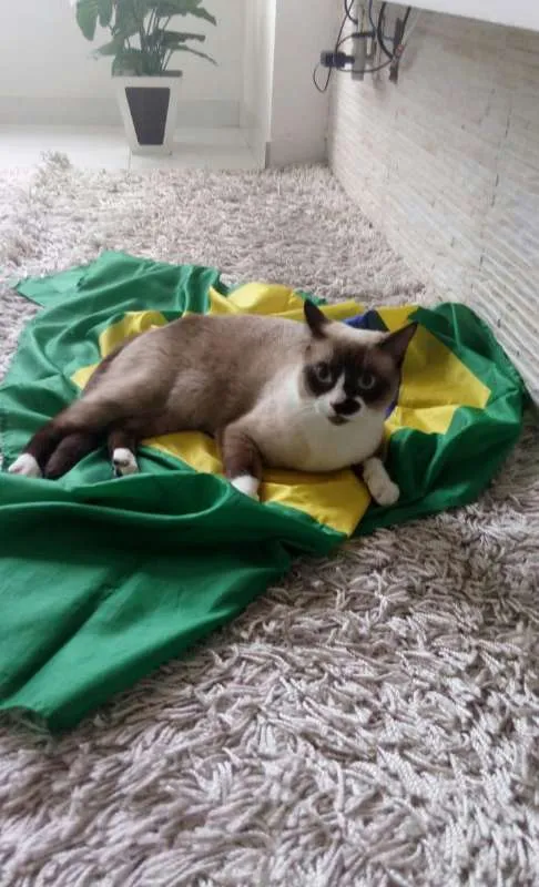 Gato ra a Vira Lata idade 1 ano nome Pequenininha