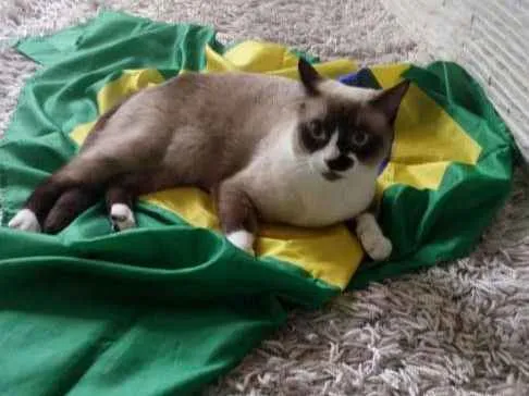 Gato ra a Vira Lata idade 1 ano nome Pequenininha