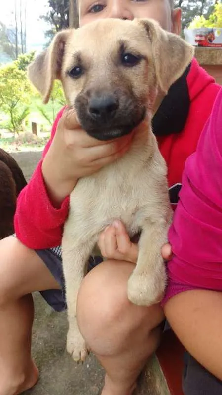 Cachorro ra a SRD idade 2 a 6 meses nome sem nome