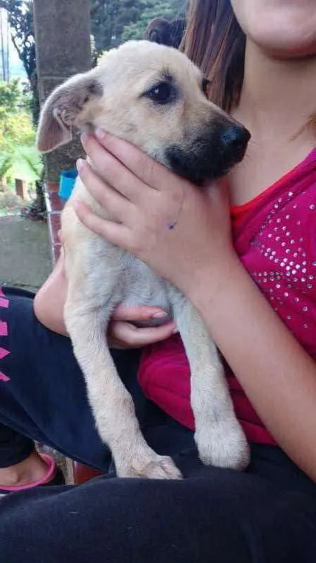 Cachorro ra a SRD idade 2 a 6 meses nome sem nome