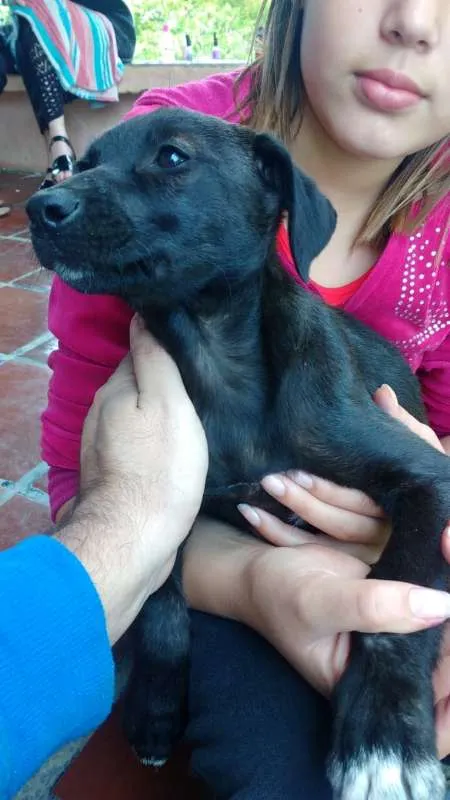 Cachorro ra a SRD idade 2 a 6 meses nome sem nome