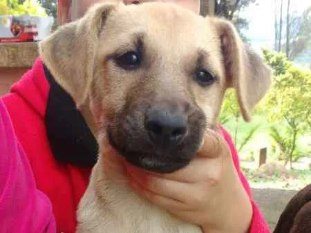 Cachorro ra a SRD idade 2 a 6 meses nome sem nome
