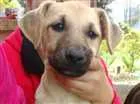 Cachorro raça SRD idade 2 a 6 meses nome sem nome
