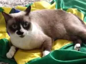 Gato ra a Vira Lata idade 1 ano nome Pequenininha