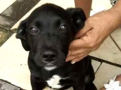 Cachorro ra a Indefinida idade 2 a 6 meses nome Coloquei Bambi