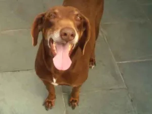 Cachorro raça Waimaraner + sem raça definida idade 6 ou mais anos nome Nino