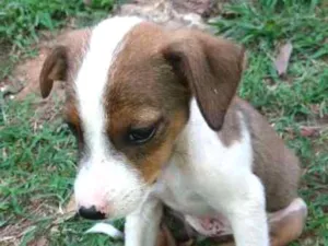 Cachorro raça SRD idade 2 a 6 meses nome varios